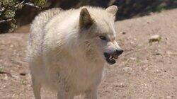 The Heart of a Wolf