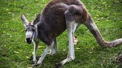 Kangaroo-mance Kangaroo-mance