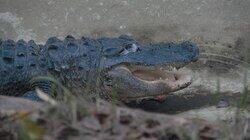 Later, Gator! Later, Gator!
