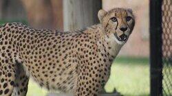 A Cheetah's Greatest Race A Cheetah's Greatest Race