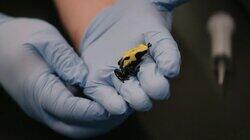 Poison Dart Frog Family Poison Dart Frog Family