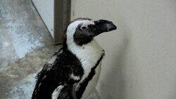 Penguin's New Do Penguin's New Do
