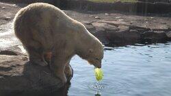 Polar Delivery Polar Delivery