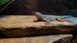 Jurassic Blue-Tongue Skink Jurassic Blue-Tongue Skink