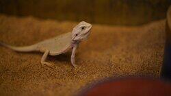 The Incredible Bearded Dragons! The Incredible Bearded Dragons!