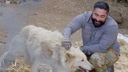 Wolf Rescue Mission Wolf Rescue Mission