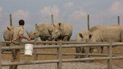 Rhino-mite! Rhino-mite!