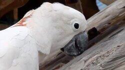Bird is the Word Bird is the Word
