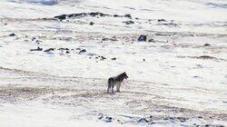 Wolves in the Wild Wolves in the Wild