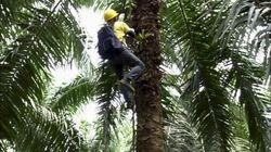 Mosquito Coils, Solar-Assist Tricycles, Palm Oil, Fiberglass Chopper Guns Mosquito Coils, Solar-Assist Tricycles, Palm Oil, Fiberglass Chopper Guns