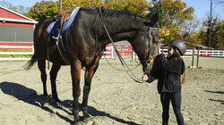 Get Off Your High Horse Get Off Your High Horse