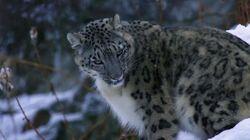 The Secret Lives of Snow Leopards The Secret Lives of Snow Leopards