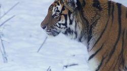 The Secret Lives of Tigers The Secret Lives of Tigers