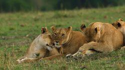 The Secret Lives of Lions The Secret Lives of Lions