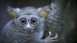 Tarsier Forest Tarsier Forest