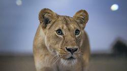 Lion Grasslands Lion Grasslands