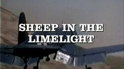 Sheep in the Limelight Sheep in the Limelight