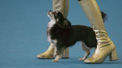 Dog Dancing