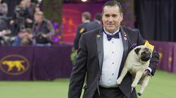 Westminster Dog Show Westminster Dog Show