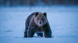 Bear Woodlands Bear Woodlands