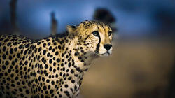 Cheetah Plains Cheetah Plains