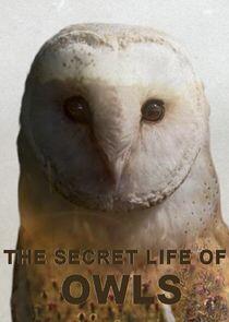 The Secret Life of Owls The Secret Life of Owls