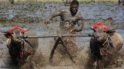 Sumbawa Buffalo Racing Sumbawa Buffalo Racing