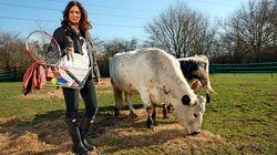 Cow Cow