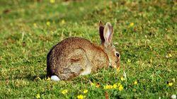 Rabbit Rabbit