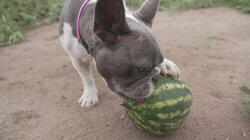 Mission: Melon Mission: Melon