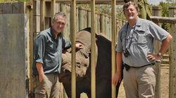 Northern White Rhino Northern White Rhino