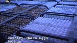 The Egg-Files The Egg-Files