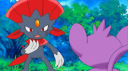 Dules of the Jungle! Dules of the Jungle!