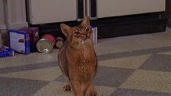 There's a Puma in the Kitchen There's a Puma in the Kitchen