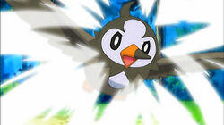 A Staravia is Born! A Staravia is Born!