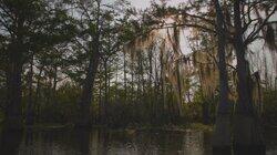 Monster in Bayou Pigeon