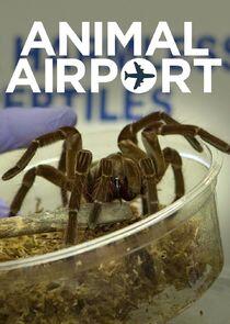Animal Airport Animal Airport