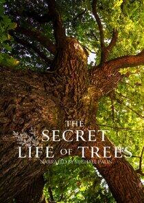 The Secret Life of Trees