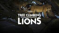 Tree Climbing Lions Tree Climbing Lions