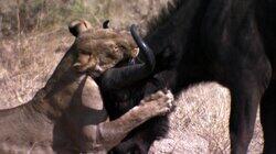 Lion Battle Zone Lion Battle Zone