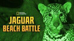 Jaguar Beach Battle Jaguar Beach Battle