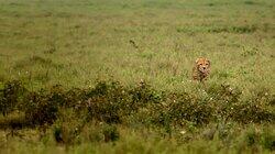 Man vs. Cheetah Man vs. Cheetah