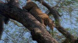 Leopard Queen Leopard Queen