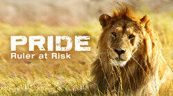 Pride: Ruler At Risk (Part 2) Pride: Ruler At Risk (Part 2)