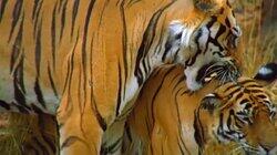 Tiger Wars Tiger Wars