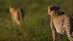 Cat Wars: Lion vs. Cheetah Cat Wars: Lion vs. Cheetah