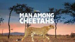 Man Among Cheetahs Man Among Cheetahs