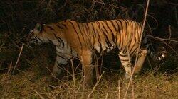 The World's Most Famous Tiger The World's Most Famous Tiger