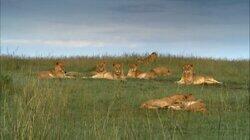 Fight for Life: Lion Pride Takeover Fight for Life: Lion Pride Takeover