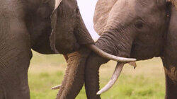 Tusks and Horns